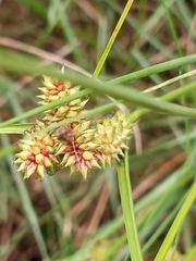 Carex extensa