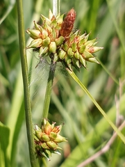 Carex extensa