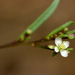 Gayophytum ramosissimum - Photo (c) Patrick Alexander, algunos derechos reservados (CC BY-NC-ND)