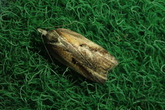 Acleris cristana