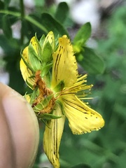 Hypericum × desetangsii