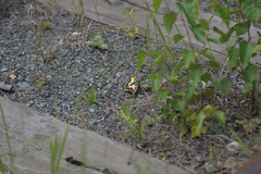 Papilio machaon