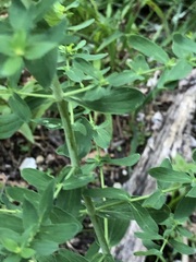 Hypericum × desetangsii