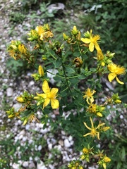Hypericum × desetangsii