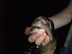 Leptodeira ashmeadii