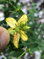 Hypericum × desetangsii