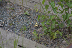 Papilio machaon