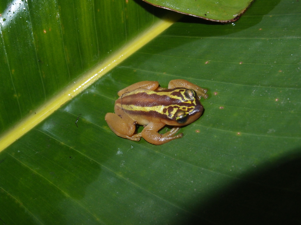 Trinidad Golden Treefrogs
