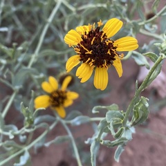 Helianthus ciliaris