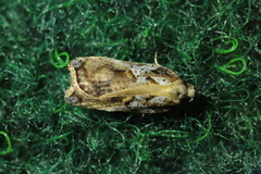 Acleris cristana