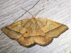 Metarranthis obfirmaria