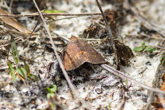 Argyrostrotis flavistriaria