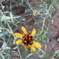 Helianthus ciliaris