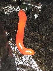 Tubulanus