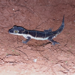 Cyrtodactylus deccanensis