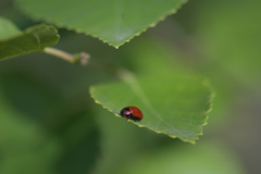 Gonioctena