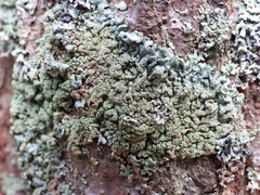 Hypogymnia farinacea