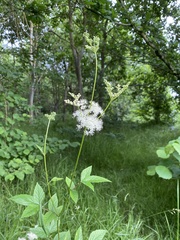 Filipendula ulmaria