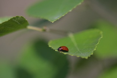 Gonioctena