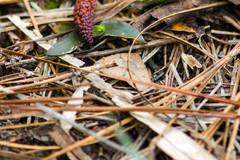 Argyrostrotis flavistriaria