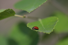 Gonioctena