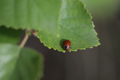 Gonioctena