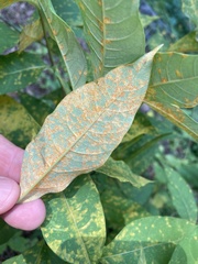 Peridermium apocynaceum