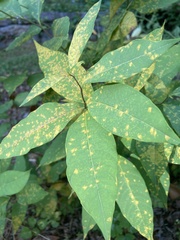 Peridermium apocynaceum