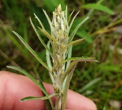 Omalotheca sylvatica