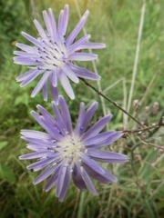 Lactuca tatarica