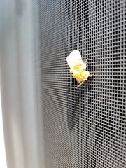 Megalopyge opercularis