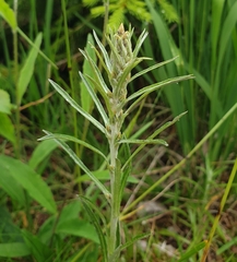 Omalotheca sylvatica