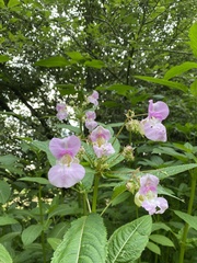 Impatiens glandulifera