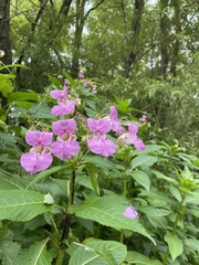 Impatiens glandulifera