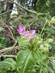 Impatiens glandulifera