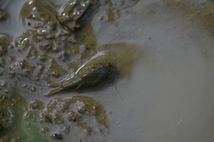 Triops cancriformis