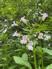 Impatiens glandulifera