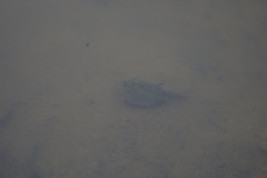 Triops cancriformis