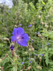 Geranium pratense
