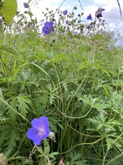 Geranium pratense