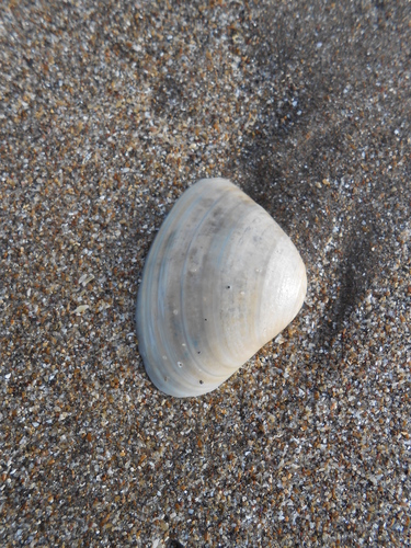 Tivela dentaria