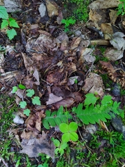 Galium kamtschaticum