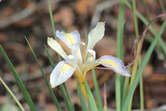 Iris fernaldii