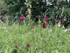 Sanguisorba officinalis