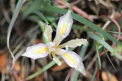 Iris fernaldii