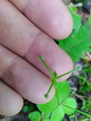 Galium kamtschaticum