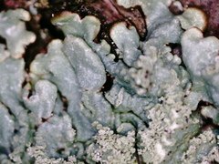 Hypogymnia farinacea