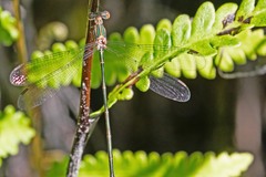 Lestes vigilax