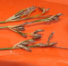 Schoenoplectus heterochaetus