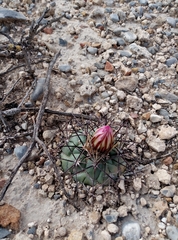 Coryphantha poselgeriana